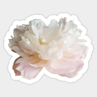 Pale Pink Peony Flower Sticker